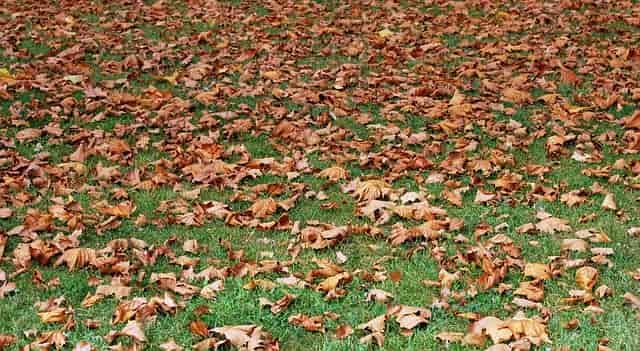 recoger hojas secas de las plantas, recogedor de hojas secas, como limpiar hojas secas, limpiar hojas secas del césped artificial